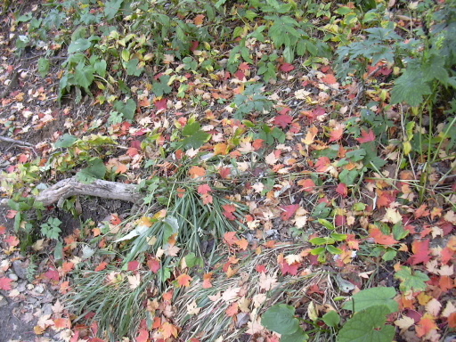 2005.10.4 지리산. 단풍이 이미 시작되었다. 이번 주쯤에는 울긋불긋한 물결이 가득할 것이다. 